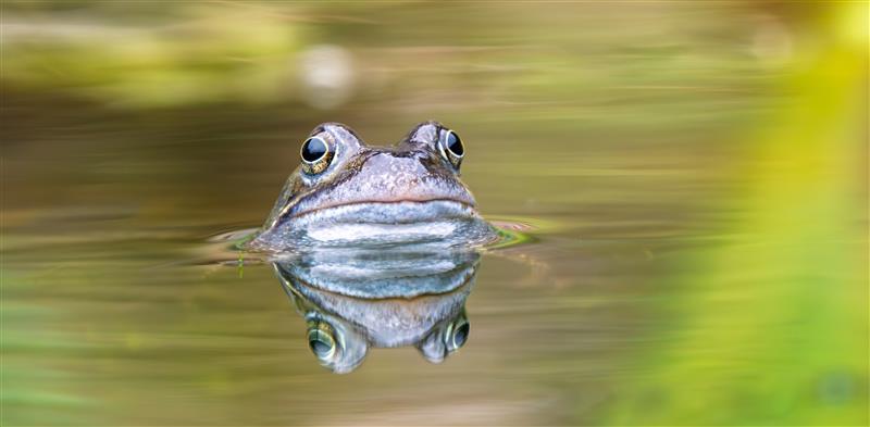 frog in a pond