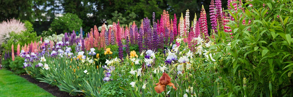 garden in bloom