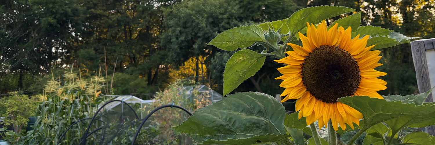 Sunflower in an allotment
