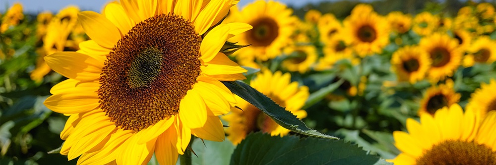 sunflowers