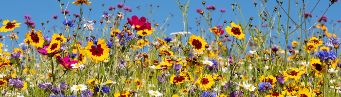 wild flowers