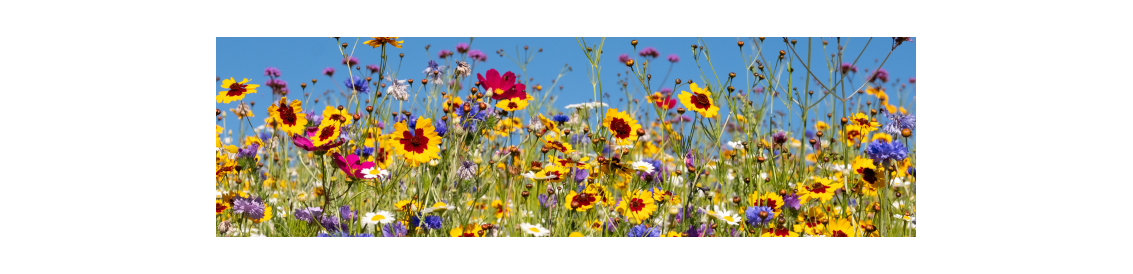 wild flowers