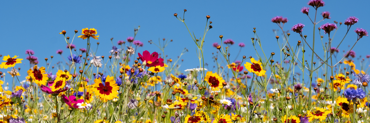 WILD FLOWERS